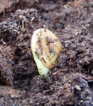 Ein Riese erwacht 001 Ein Riese erwacht 001