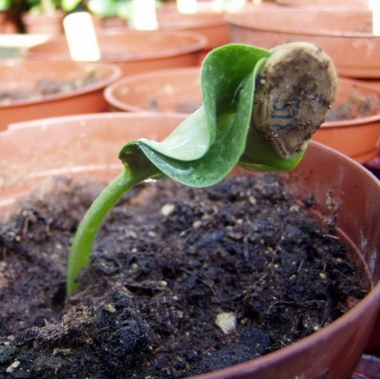 Ein Riese erwacht 002 Ein Riese erwacht 002