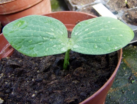 Ein Riese erwacht 003 Ein Riese erwacht 003