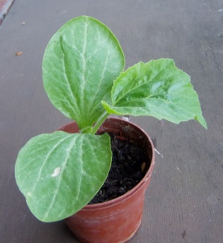 Ein Riese erwacht 004 Ein Riese erwacht 004