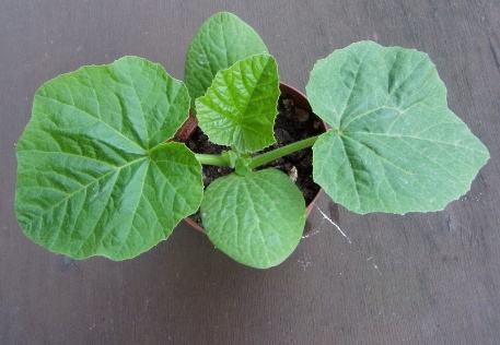 Ein Riese erwacht 005 Ein Riese erwacht 005