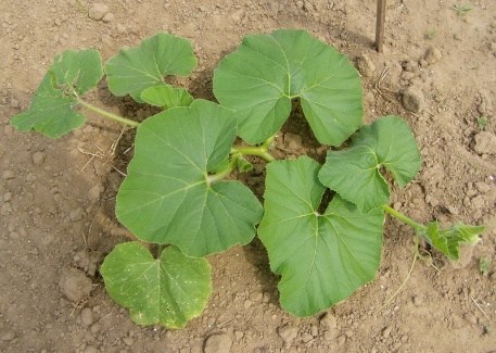 Ein Riese erwacht 007 Ein Riese erwacht 007