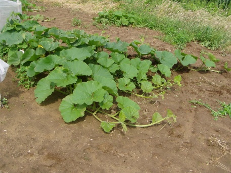 Ein Riese erwacht 008 Ein Riese erwacht 008