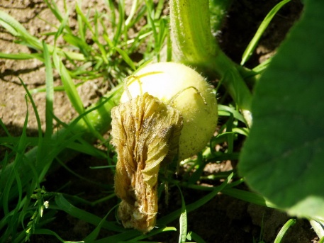 Ein Riese erwacht 011 Ein Riese erwacht 011