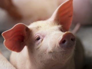 Scweine 01 1 C krumanop AdobeStock 166646698 1