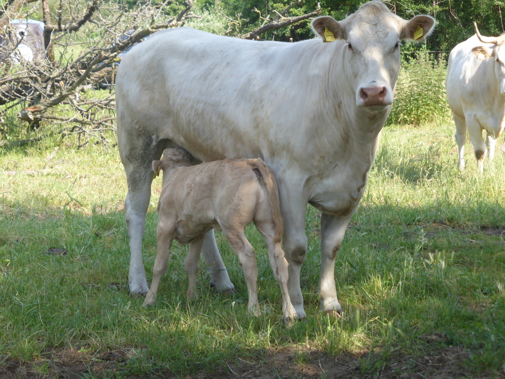Landwirtschaft & Tierhaltung